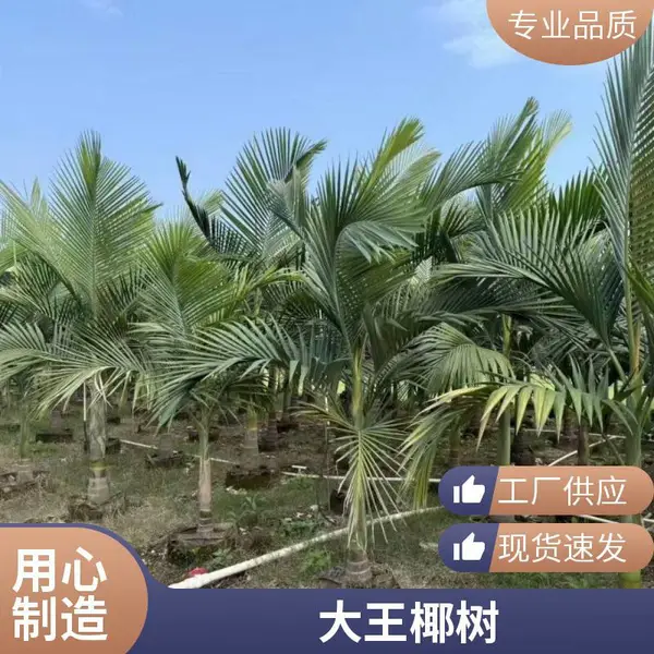 地径30-40公分 狐尾椰子 狐尾棕 一手货源规格齐全