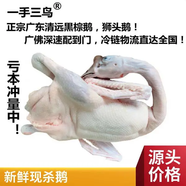 新鲜现宰现发黑棕鹅 绿色养殖健康美味 农家散养醉鹅食材