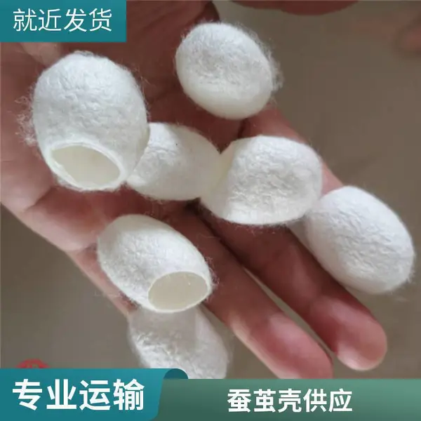 干净蚕茧去蛹蚕茧壳,批发中药材蚕茧衣获证堂供应,
