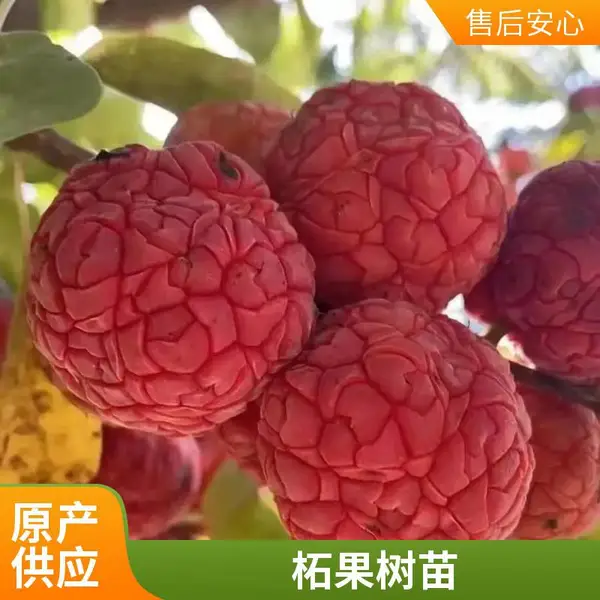 大果高糖甜柘果品种 果大产量高种植经济效益好 基地直供苗