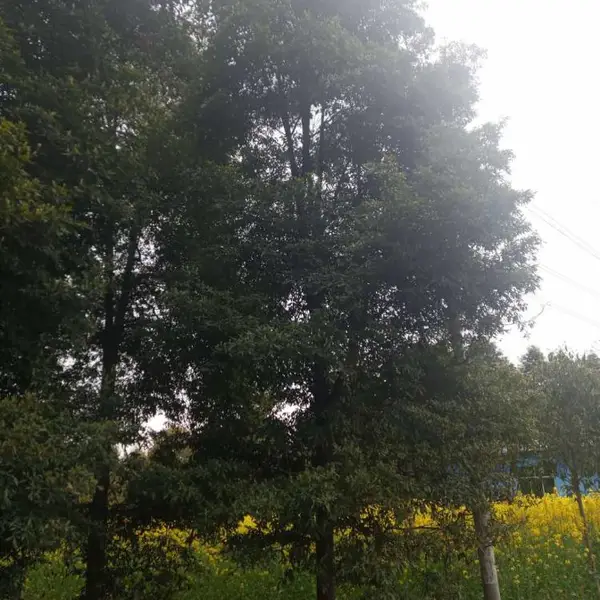 ��Ӧ�Ĵ��ɶ���骼۸��ľ��������