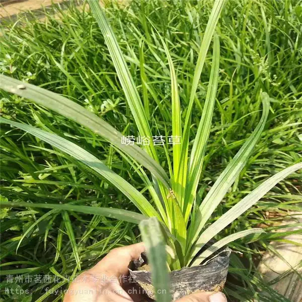 麦冬价格，青州麦冬，麦冬批发销售