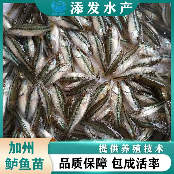 加州鲈鱼苗 鲈鱼苗 淡水大口黑鲈鱼苗 养殖技术指导