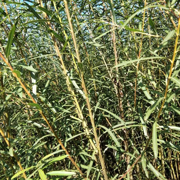 东北旱柳 金丝柳 杞柳 金枝垂柳 馒头柳各种柳树价格稳定