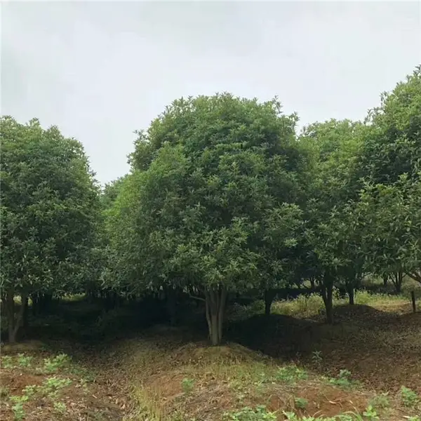 3米-4米桂花 10-12-15公分桂花树苗 高低分支单杆丛生桂花树供应