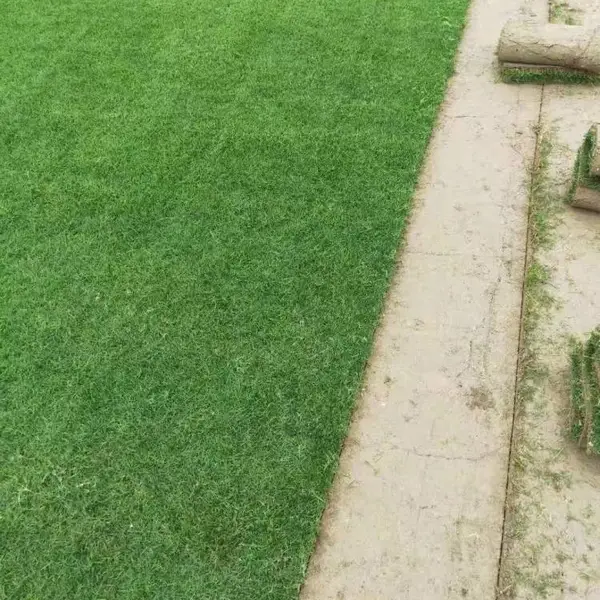 供应福建草皮 、 福建马尼拉草皮基地