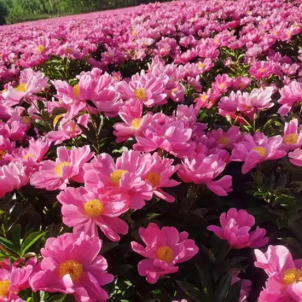 白芍种芽田间管理