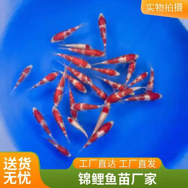 红白活体进口血统45/50cm观赏锦鲤批发聚鑫锦鲤