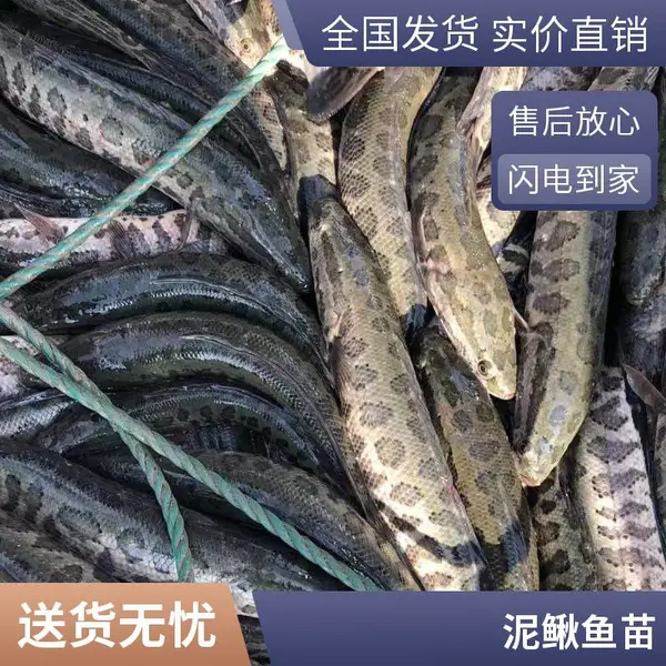 高密度养殖专用多规格泥鳅苗 山东泰安本地黑鱼苗泥鳅鱼苗养殖场