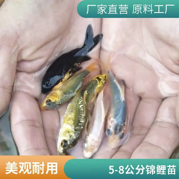 锦鲤鱼苗成活率高 山西大同朔州观赏鱼苗锦鲤鱼苗养殖场口碑佳