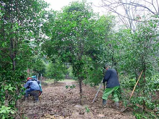 苏州桂花树种植基地 金银桂 苏州光福桂花种植基地 苏州苗圃 苏州绿化苗木