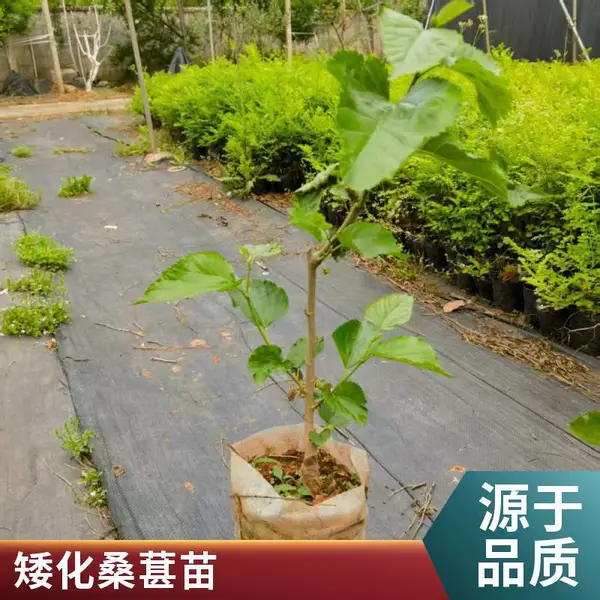 嫁接四季果桑苗 无籽大十长果桑 桑葚苗桑树苗盆栽