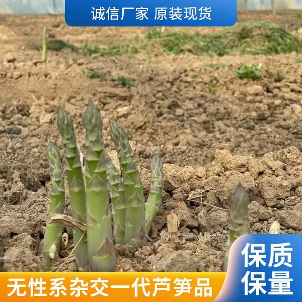 鑫航育 6 号芦笋种子 丹东阜新基地 无性系杂交 耐低温耐湿辽宁种籽