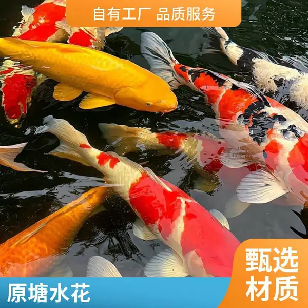 20年渔业经验 山西大同朔州观赏鱼苗锦鲤鱼苗养殖场供锦鲤水花