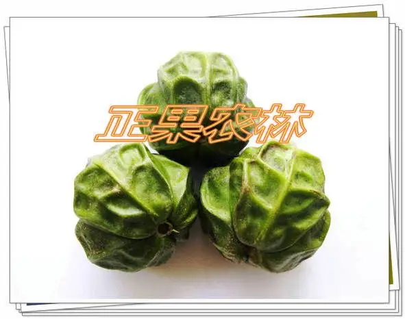 当年新产千年桐种子精选上市供应