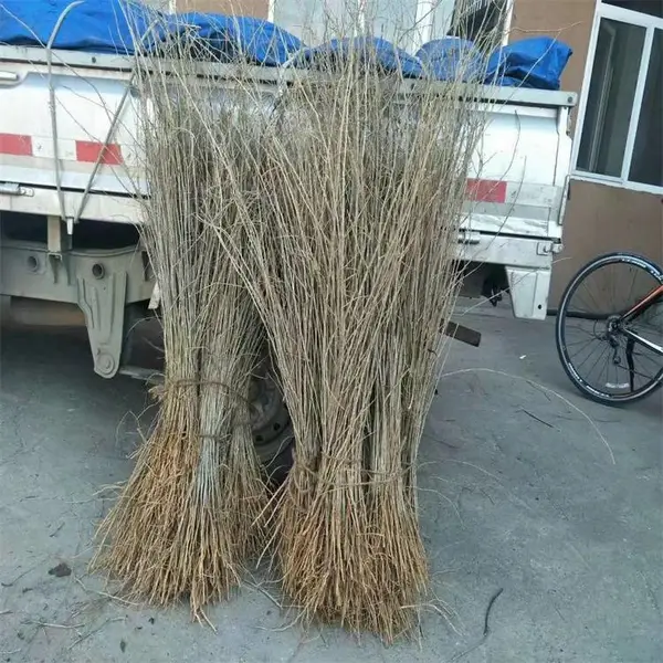 出售2年红枸杞苗 吉林枸杞苗