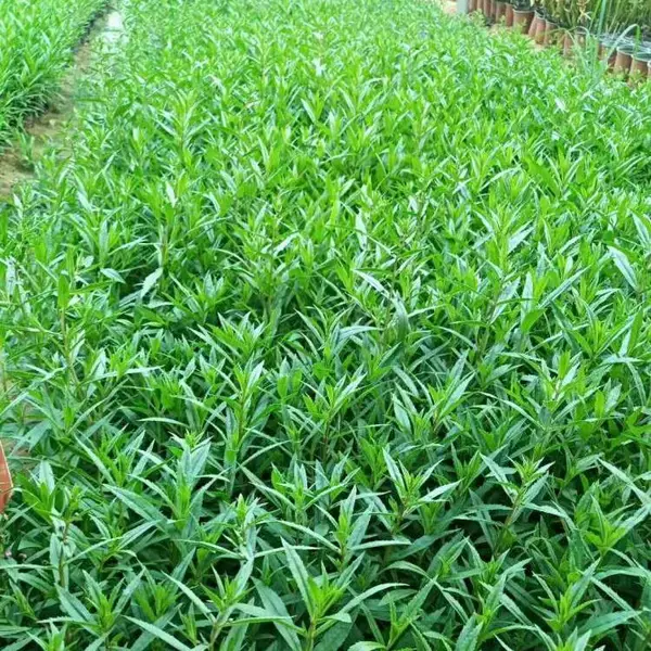 香彩雀小苗 香彩雀花卉种植 求购香彩雀花
