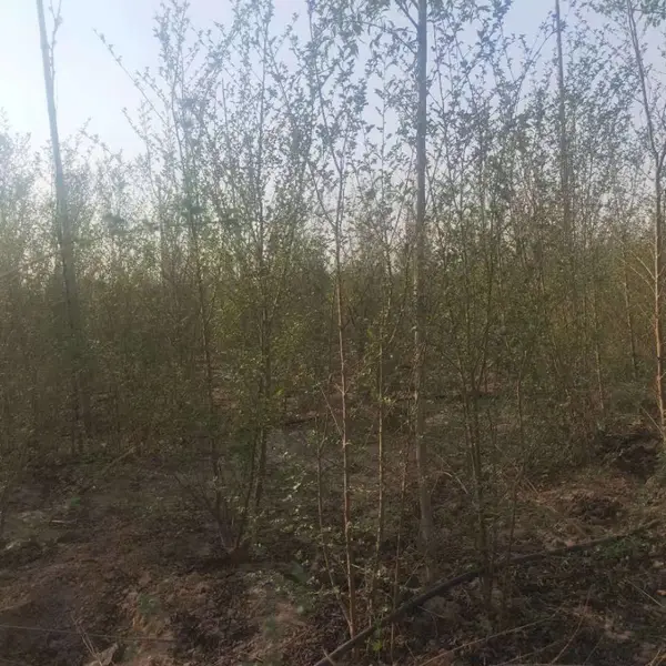 陕西汉中二乔苗木榆树苗基地批发上车价格,3米高榆树苗厂家批发,榆树小苗产地报价