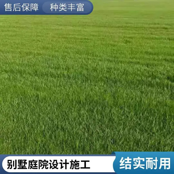 家庭庭院绿化高羊茅草坪批发铺装家庭庭院设计混播草坪密云