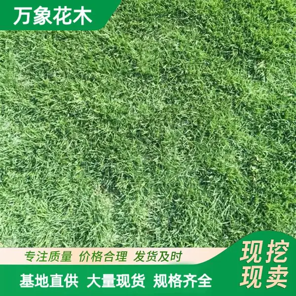 ���Ʋݲ�ƺ��Ƥ �������μ� �ͼ�̤��ˮʪ�� �˶�������