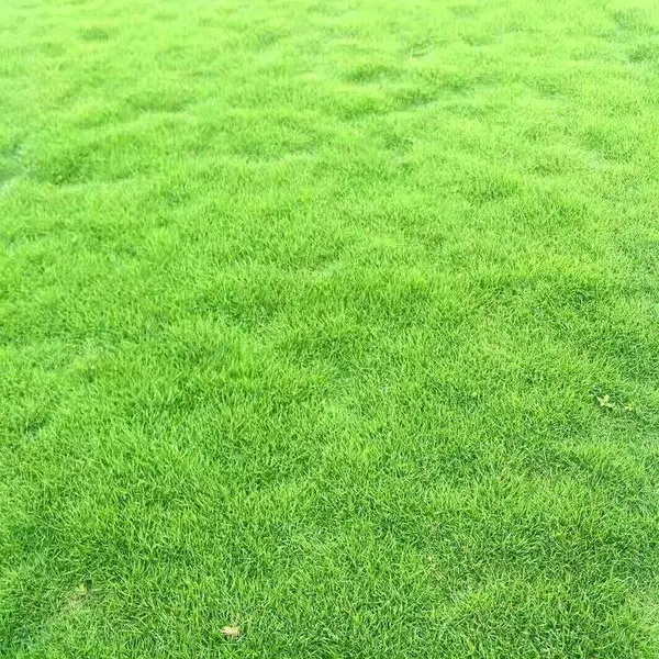 兰引三号草皮 广西玉林校园操场绿化用的草皮出售价格 采购价格