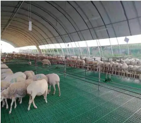 羊漏粪板价格奶山羊漏粪地板新式塑料羊床