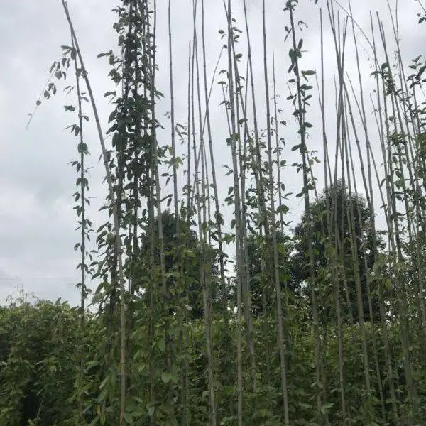 成都鑫森蕴苗木大量常春油麻藤,绿色的叶片,是