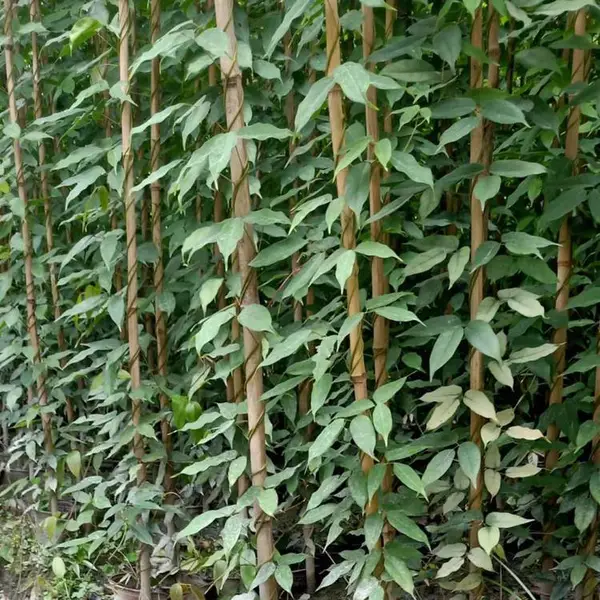 湖北黄石常春油麻藤工程苗四季常绿的不掉叶带杯子竹竿
