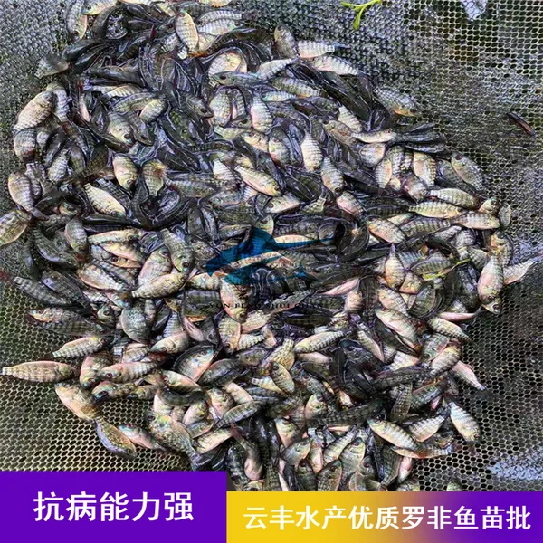 ����̨�����ʺ����޷����� ˮ���ƹ� �Ʒ��޷������ѧ�滮��ֳ