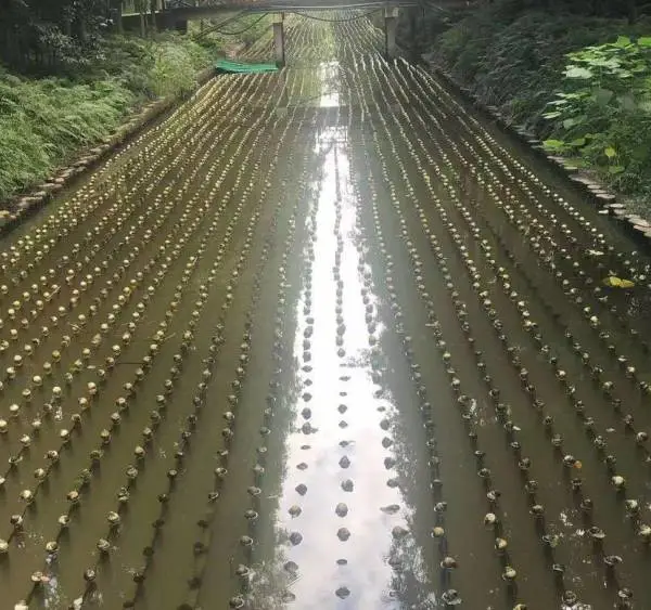 仿生水草