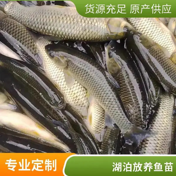 泰安本地草鱼苗鲤鱼苗养殖场,3-5cm鱼苗,鱼苗批发,价格实惠