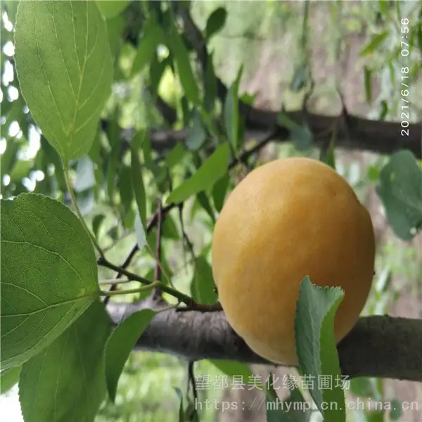 ����Ե ��÷�۸� ÷�ӹ� �����ȫ