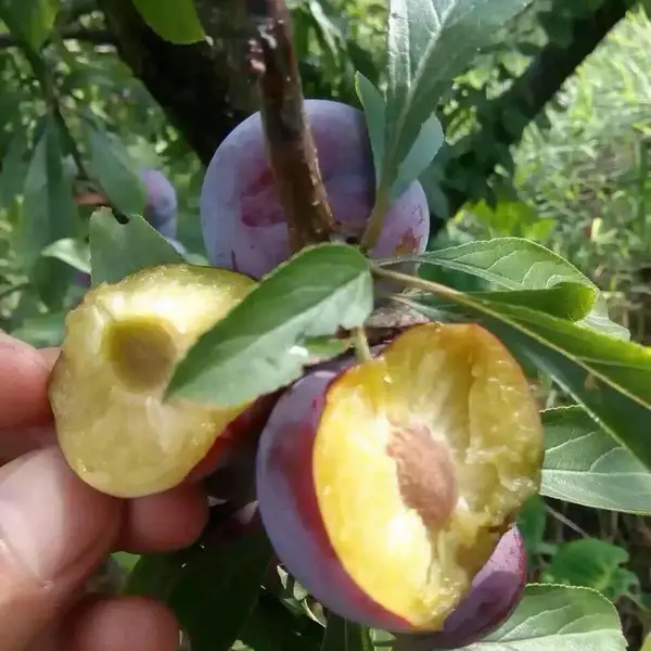 嫁接李子苗珍珠李子苗 苗圃直供 易管理 香甜多汁 免费指导种植技术 农业创业品种