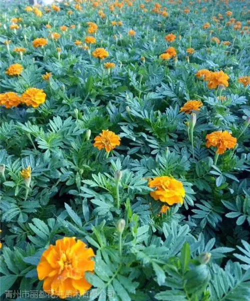 【青州孔雀草】孔雀草批发基地