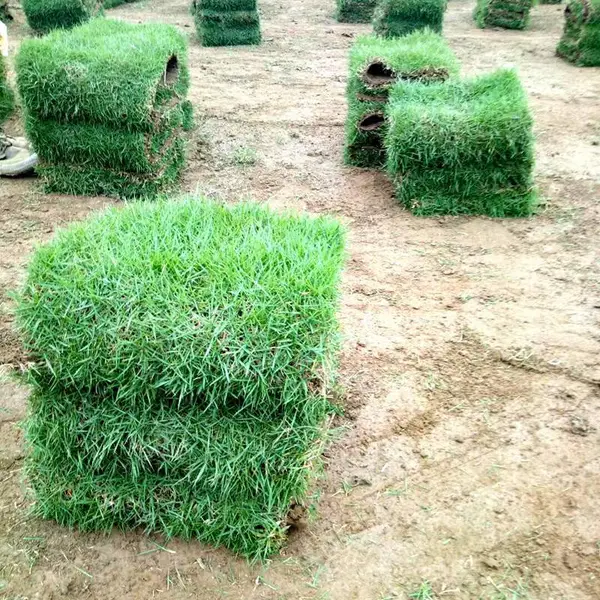 马尼拉草皮 福建福州常见草坪草种出售价格 哪家好