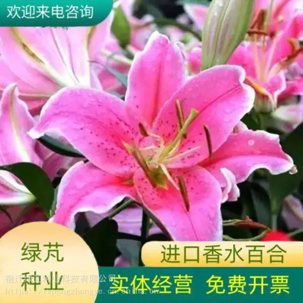 �ٺ����� �ļ����������׻����ڻ����ذ�ٺϻ����� ���M԰��