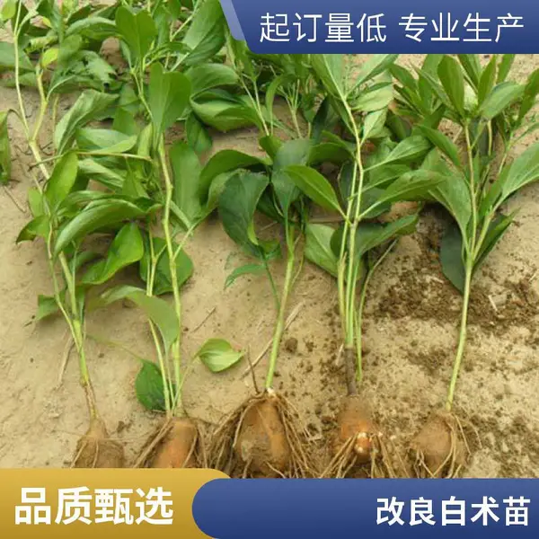 白术种苗 绿色系叶系 种植基质泥培 较耐寒 中药材种苗