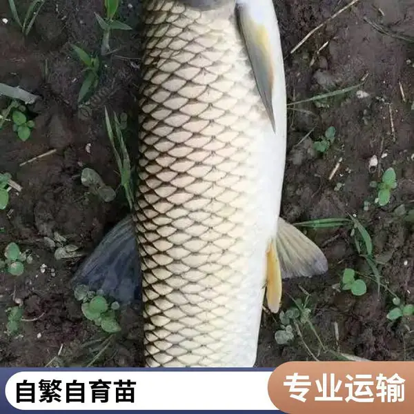 草鱼苗 鲤鱼鱼苗 山东菏泽本地鱼苗养殖场 打样查看 实塘验苗