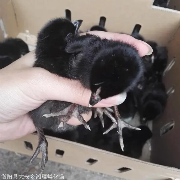 黑羽高产绿壳蛋鸡苗量大批发多鸡苗绿壳率高