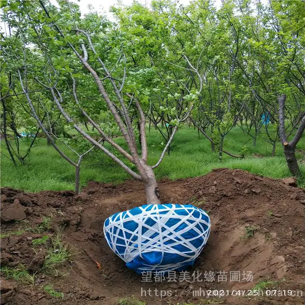 ����Ե �޽�ԭ����÷���籨�� ��÷�����ֲ�� ���۹�Ӧ