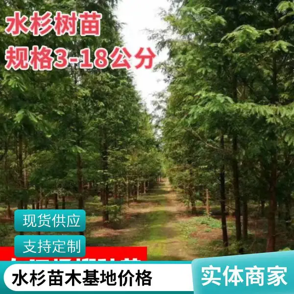 金叶水杉产地7-8-9-10公分价格庭院园林绿化彩叶树种杨柳苗木