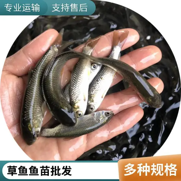 港发水产草鱼苗 脆肉鲩鱼鱼苗良种苗种培育后期脆化养殖