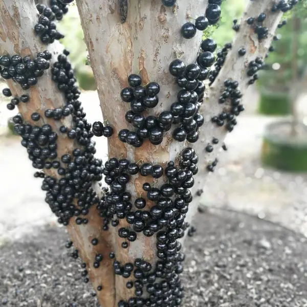 树葡萄批发基地地址 嘉宝果批发种植基地,福建四季嘉宝果(树萄萄)批发报价,
