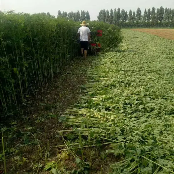 120��ĸ���ո����������ҩ���ո�������ձ���С�͸�ɹ��