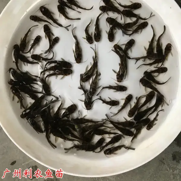 黄颡鱼苗批发 人工养殖优质种苗 淡水鱼苗 全国陆空发货
