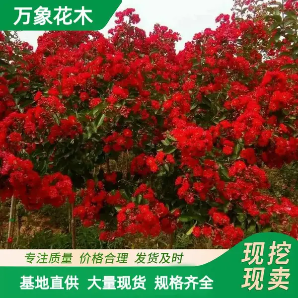 万象花木出售红火球紫薇 吸滞粉尘 耐寒耐旱 风景园林景观树