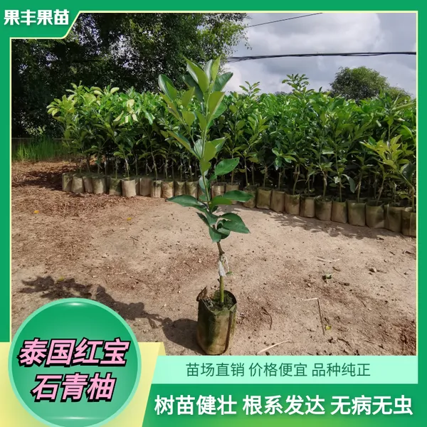 什么时候种植泰国红宝石青柚苗成活*** 生长快 产量高