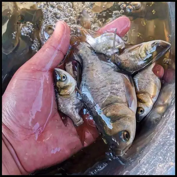 ��Ӧ������������ �ӽ��������� ���Ǵ�ͷ���� ��ӭ������ѯ