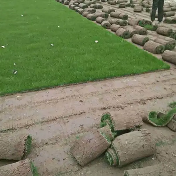 石家庄公共绿地果岭草草坪批发- 春风草坪培育基地