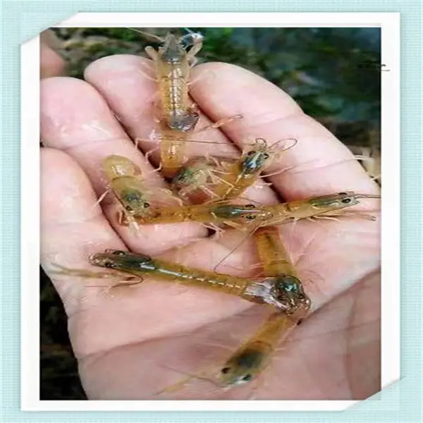 ��ˮ��Ϻ ��ˮ��ֳ�߽�Ϻ ����Ϻ��߲���